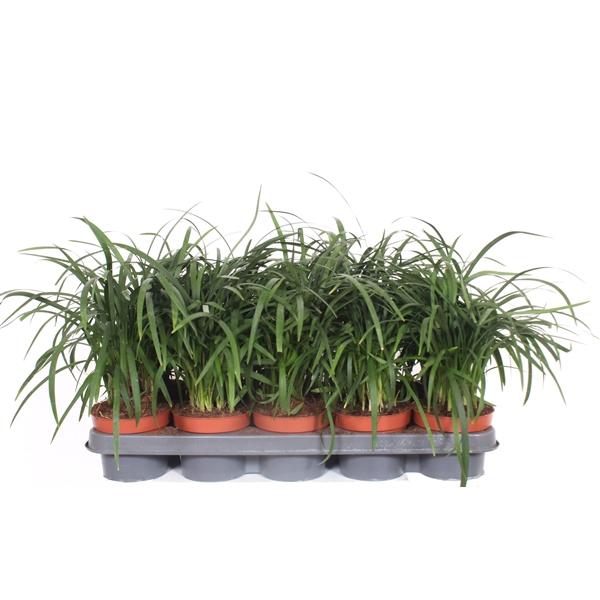 Горшечные цветы и растения оптом Liriope Spicata от 6шт из Голландии с доставкой по России
