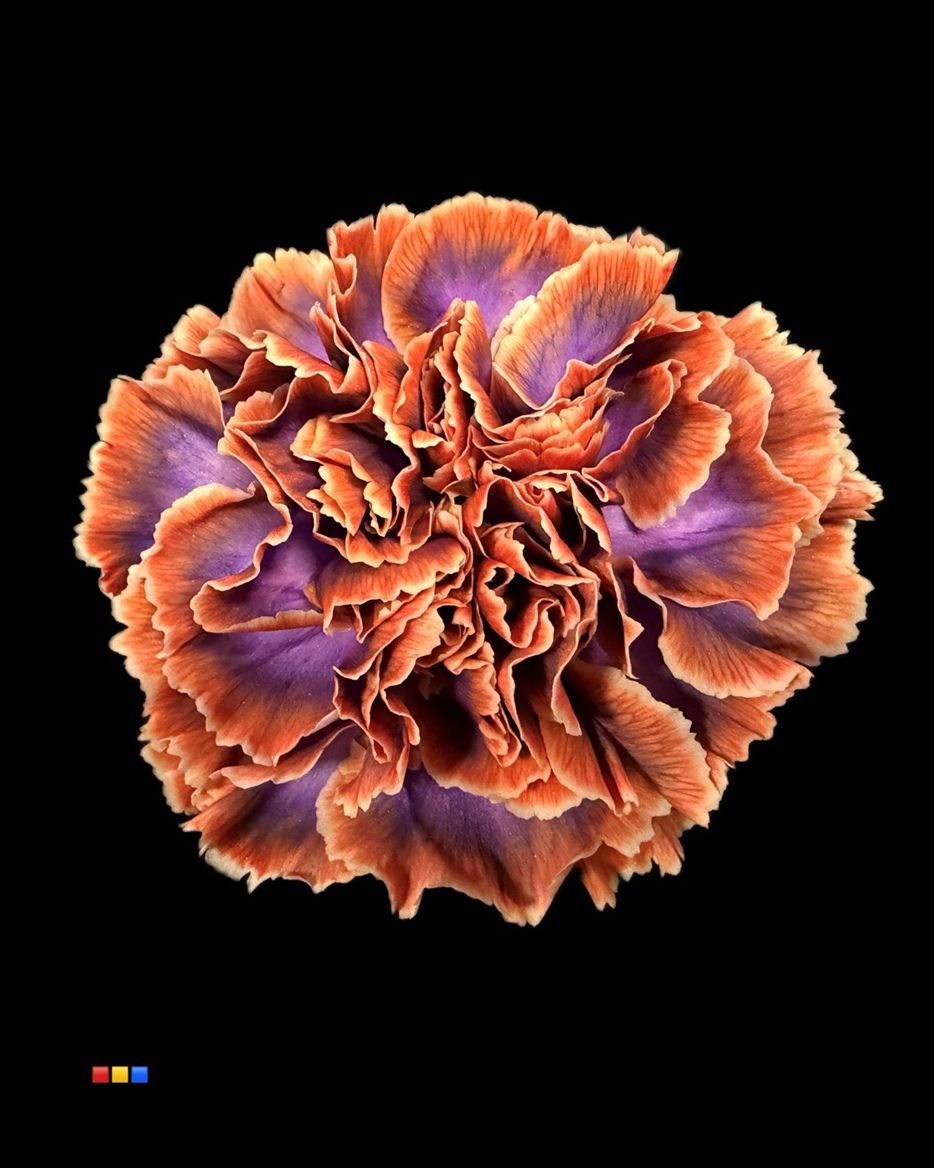 Срезанные цветы оптом Dianthus st paint joker от 80шт из Голландии с доставкой по России