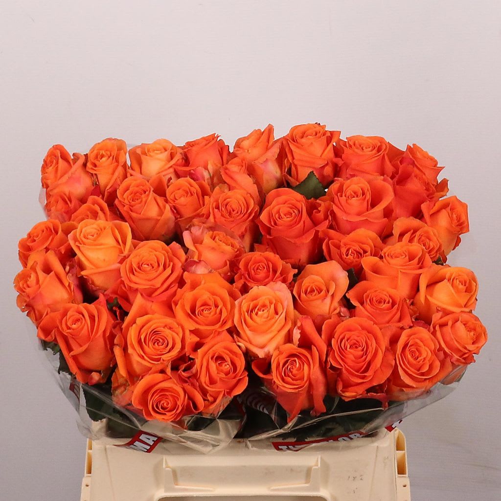 Срезанные цветы оптом Rosa large on fire от 40шт из Голландии с доставкой по России