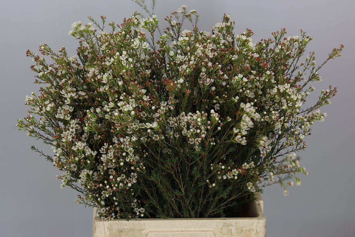 Срезанные цветы оптом Chamelaucium blondie от 75шт из Голландии с доставкой по России Срезанные цветы оптом Chamelaucium blondie от 75шт из Голландии с доставкой по России