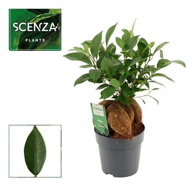 Горшечные цветы и растения оптом Ficus Ginseng Retusa от 10шт из Голландии с доставкой по России