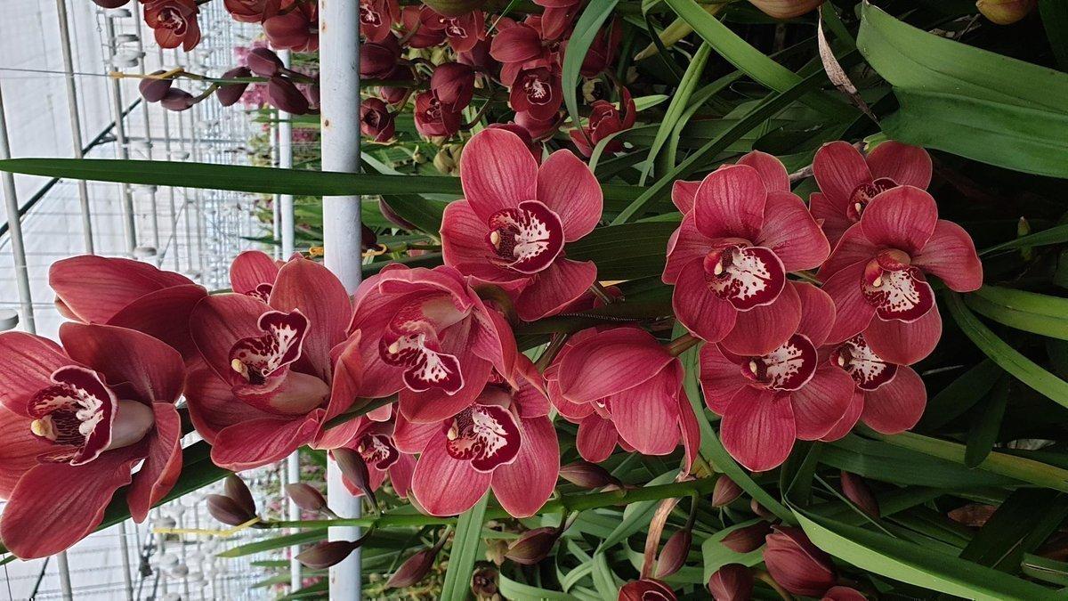 Срезанные цветы оптом Cymbidium red blazing marone от 10шт из Голландии с доставкой по России
