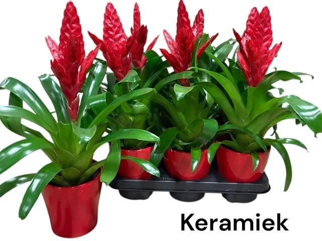 Горшечные цветы и растения оптом Vries X Poelmanii от 6шт из Голландии с доставкой по России