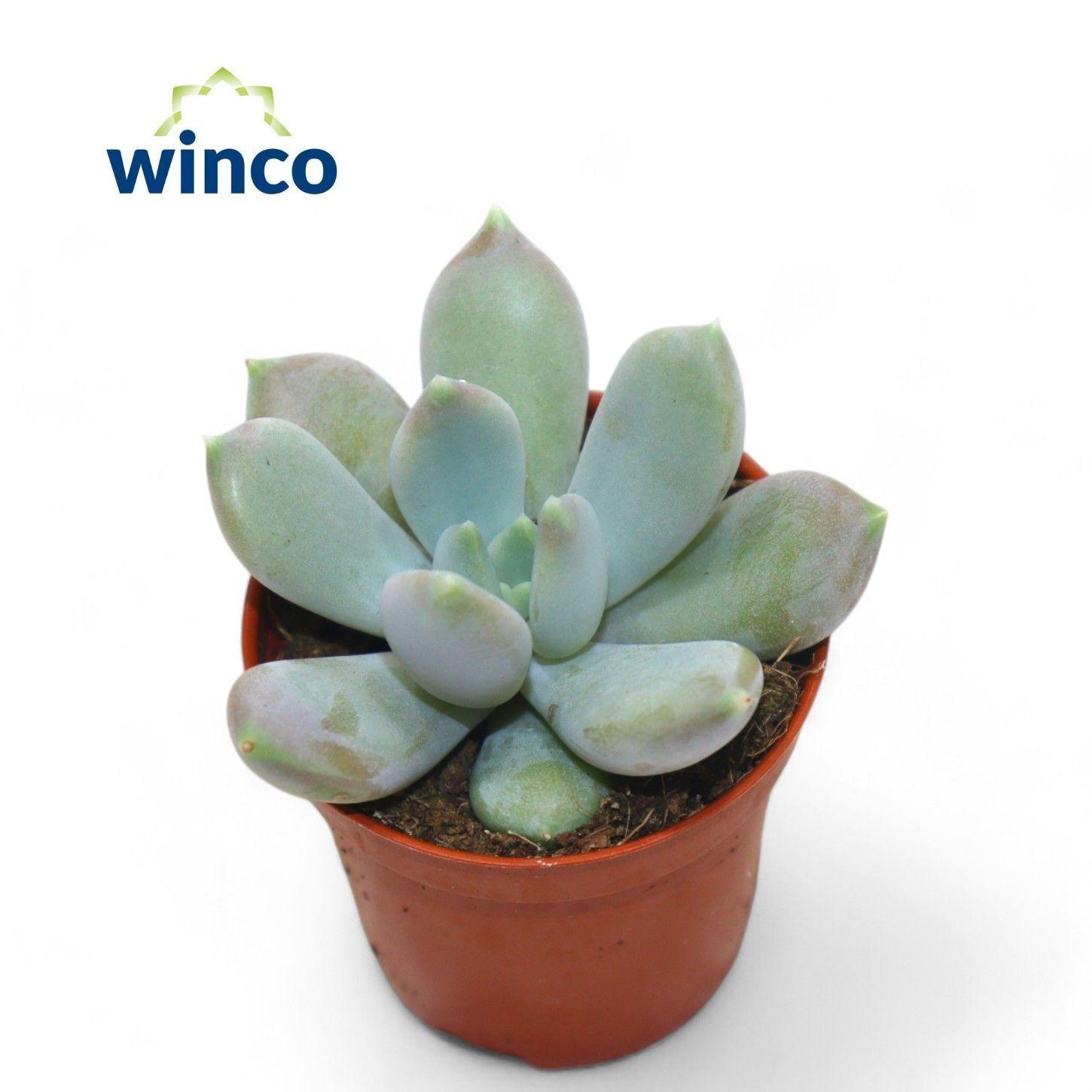 Горшечные цветы и растения оптом Echev Ov от 20шт (для телеги) из Голландии с доставкой по России