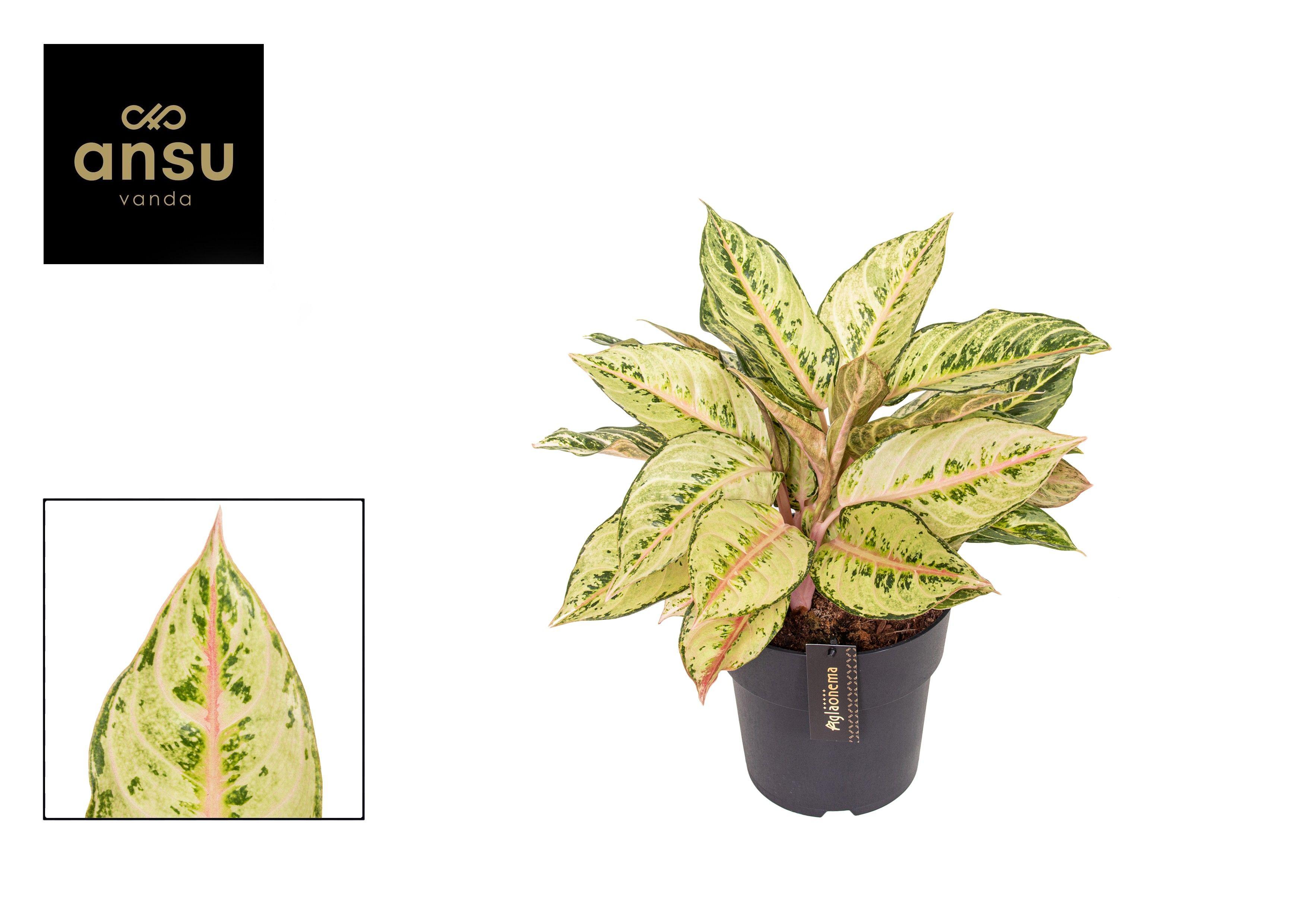 Горшечные цветы и растения оптом Aglaonema Exclusive Mix от 3шт из Голландии с доставкой по России