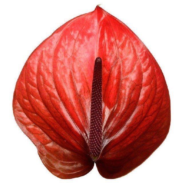 Срезанные цветы оптом Anthurium cantello от 12шт из Голландии с доставкой по России