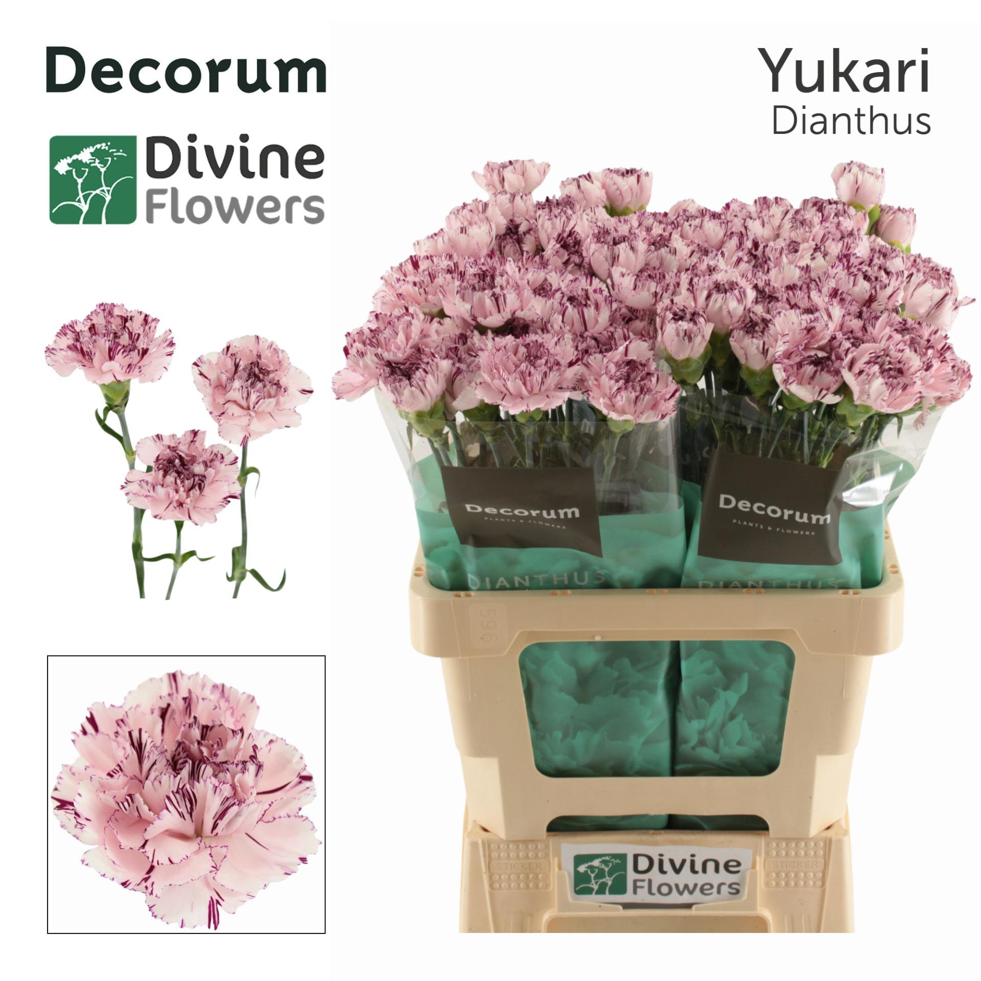 Срезанные цветы оптом Dianthus st yukari от 80шт из Голландии с доставкой по России