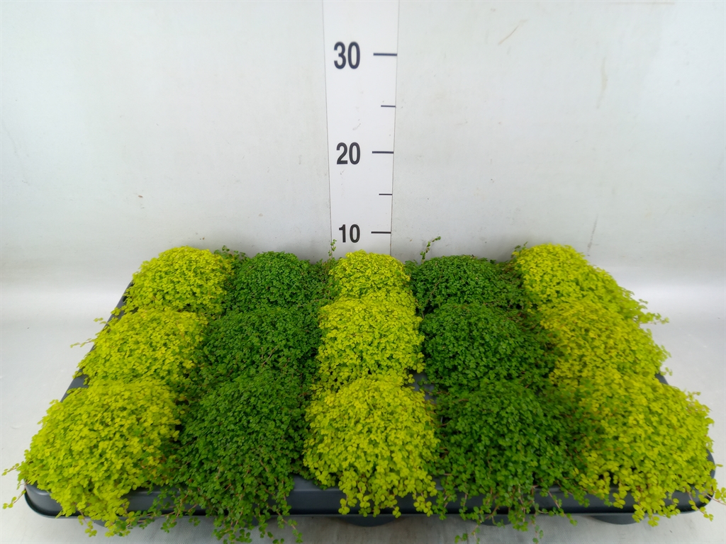 Горшечные цветы и растения оптом Soleirolia Soleirolii   ...mix 2 от 15шт (для телеги) из Голландии с доставкой по России