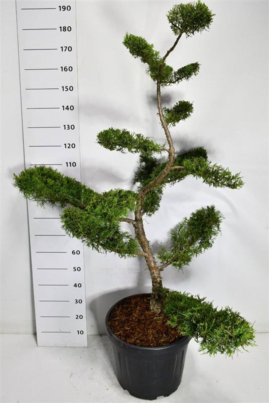 Горшечные цветы и растения оптом Juniperus Pfitz Aurea от 1шт из Голландии с доставкой по России