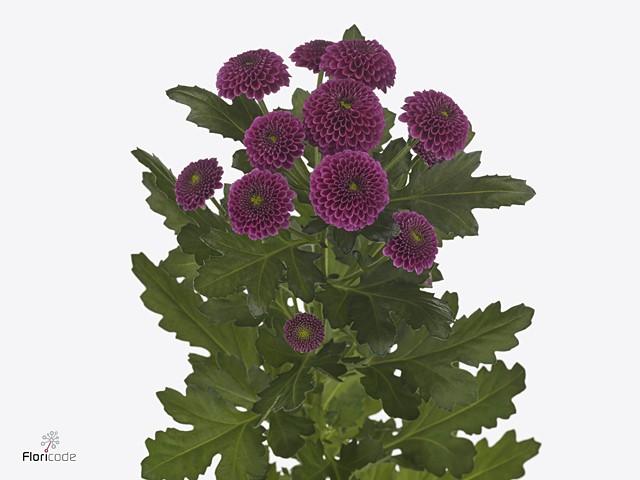 Срезанные цветы оптом Chrys sa purpetta от 50шт из Голландии с доставкой по России