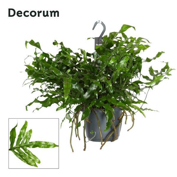 Горшечные цветы и растения оптом Microsorum Diversifolium Hangpot (decorum) от 6шт из Голландии с доставкой по России