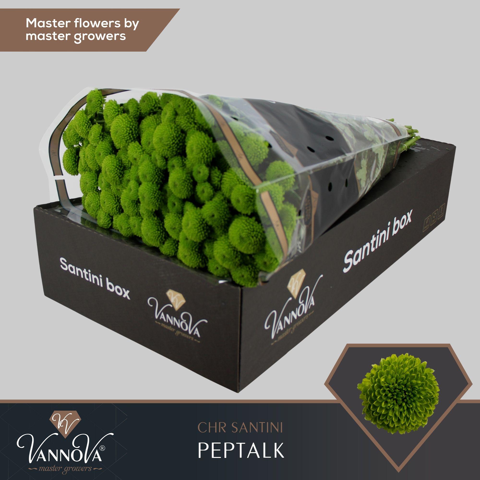 Срезанные цветы оптом Chrys sa peptalk от 25шт из Голландии с доставкой по России