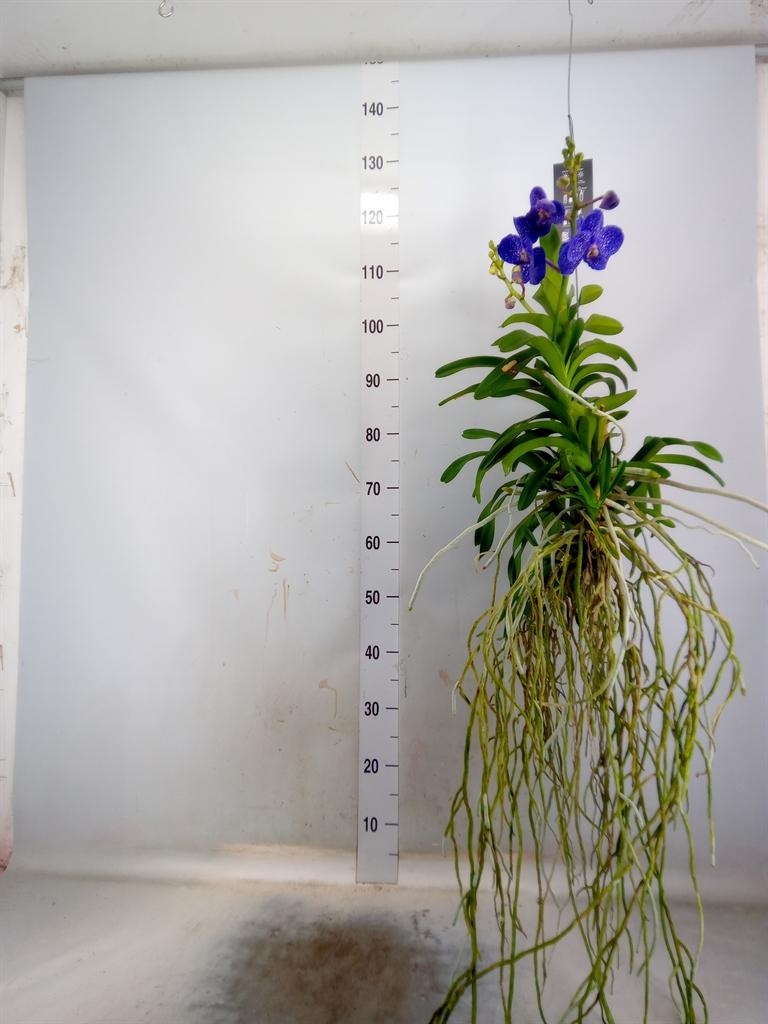 Горшечные цветы и растения оптом Vanda Hybrids от 1шт из Голландии с доставкой по России Горшечные цветы и растения оптом Vanda Hybrids от 1шт из Голландии с доставкой по России