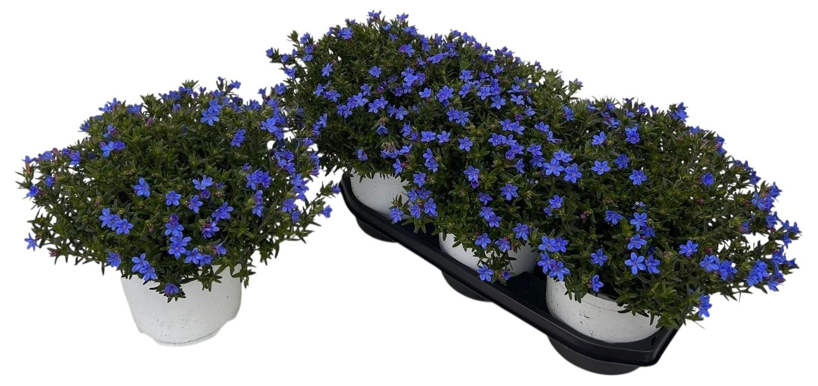 Горшечные цветы и растения оптом Glando Dif Heaven Bl от 3шт из Голландии с доставкой по России