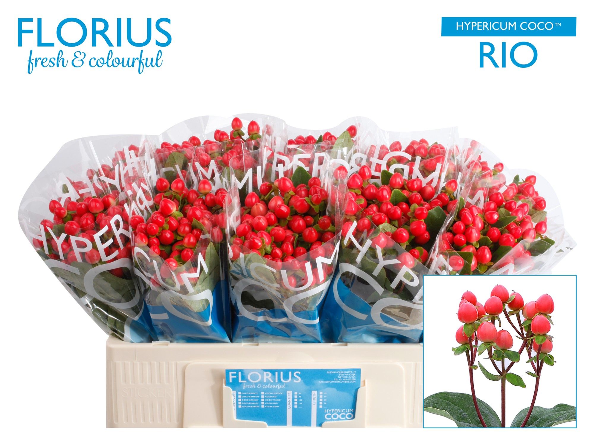 Срезанные цветы оптом Hypericum coco rio от 100шт из Голландии с доставкой по России