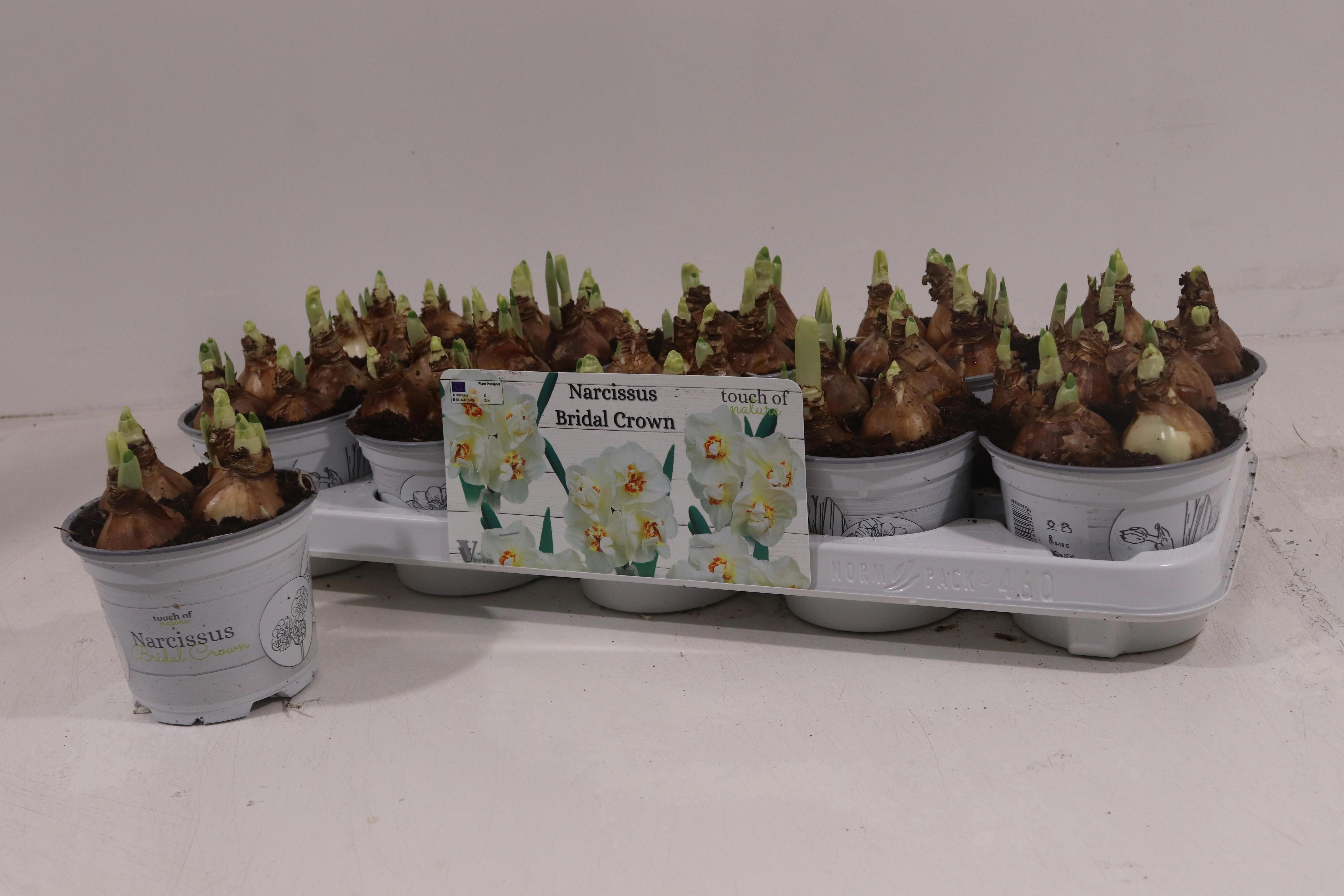 Горшечные цветы и растения оптом Narc D Bridal Crown от 10шт из Голландии с доставкой по России