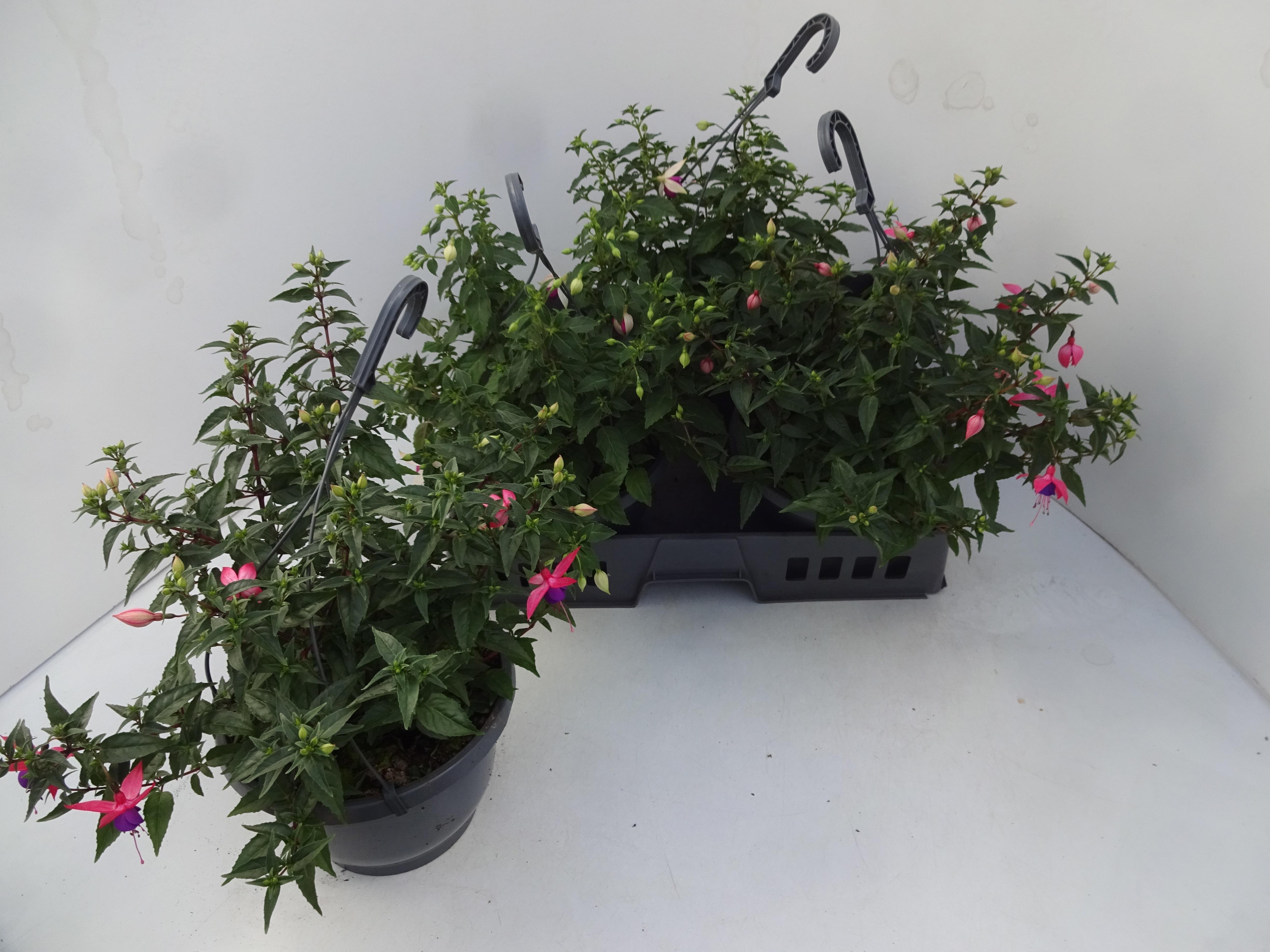 Горшечные цветы и растения оптом Fuchsia Gem от 4шт из Голландии с доставкой по России