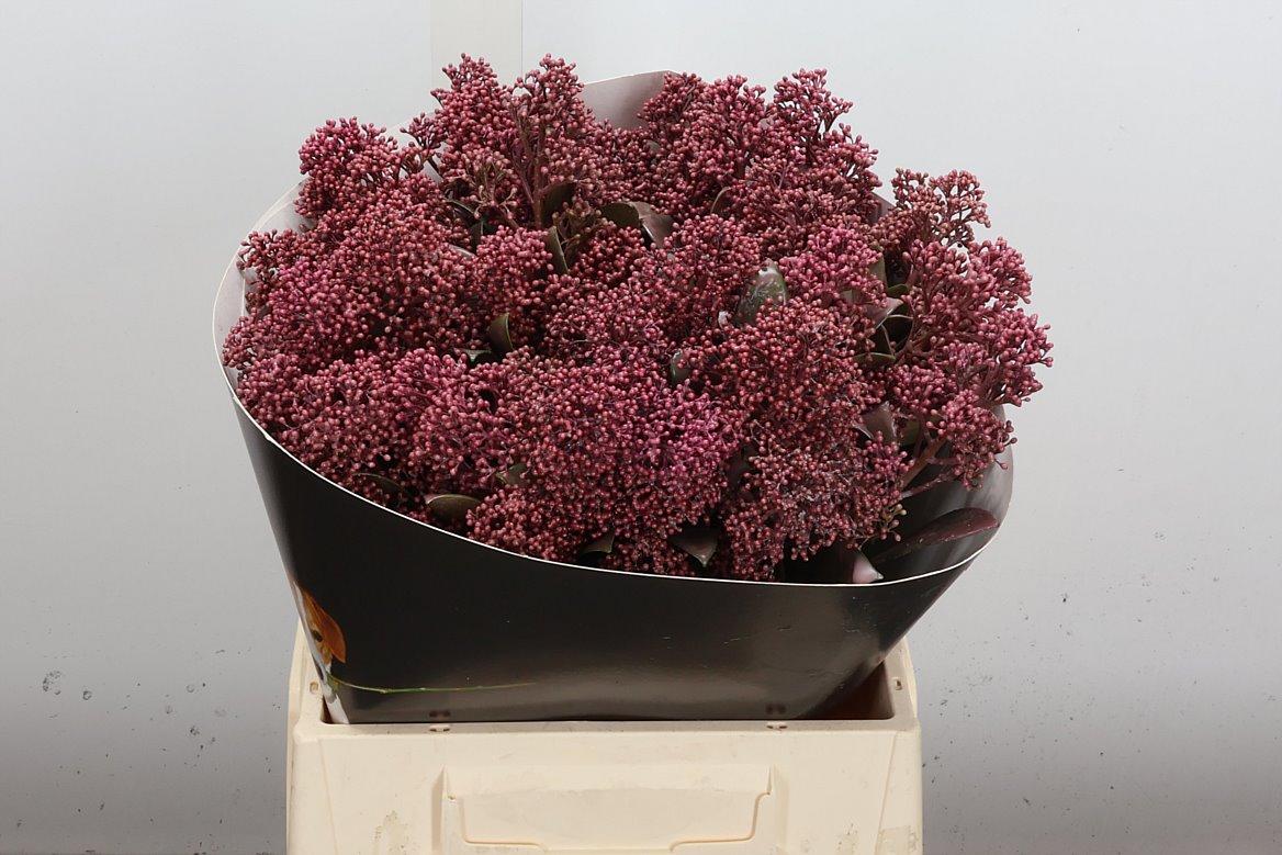 Срезанные цветы оптом Skimmia wax classic pink от 5шт из Голландии с доставкой по России