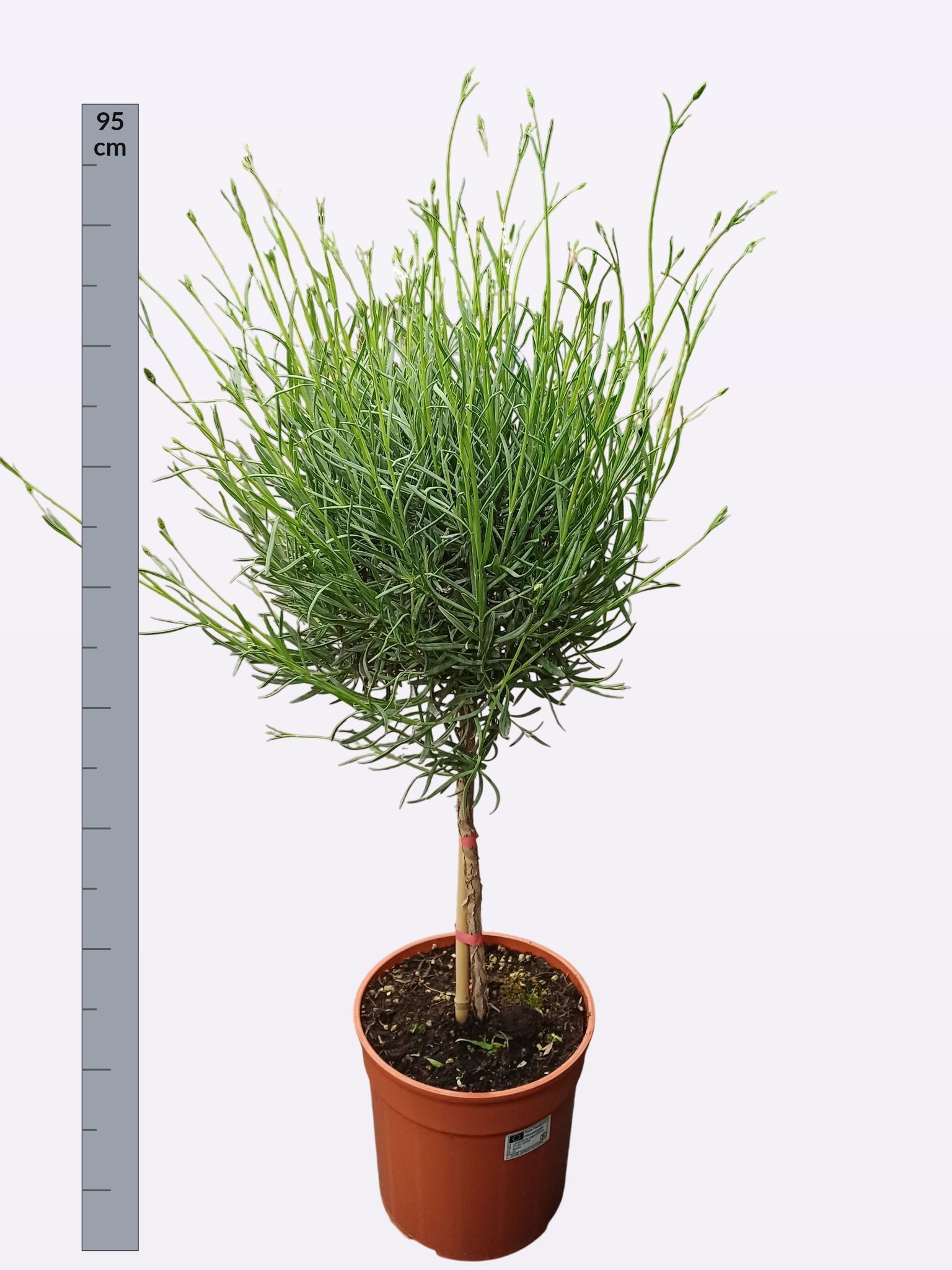 Горшечные цветы и растения оптом Lavan Angustifolia от 1шт из Голландии с доставкой по России