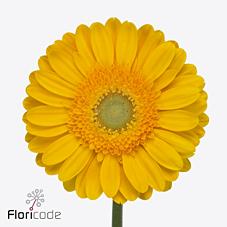 Срезанные цветы оптом Gerbera diamond captiva от 15шт из Голландии с доставкой по России