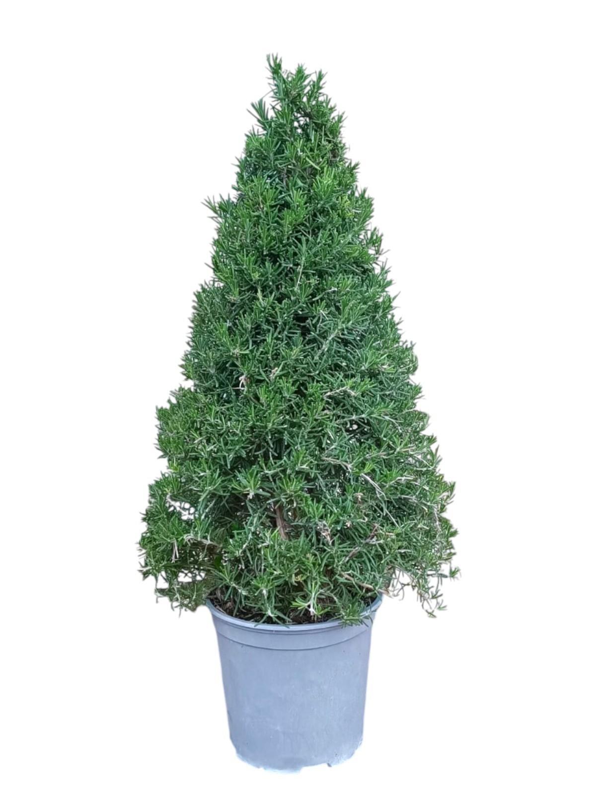 Горшечные цветы и растения оптом Rosmarinus Officinalis Pyramid от 3шт из Голландии с доставкой по России