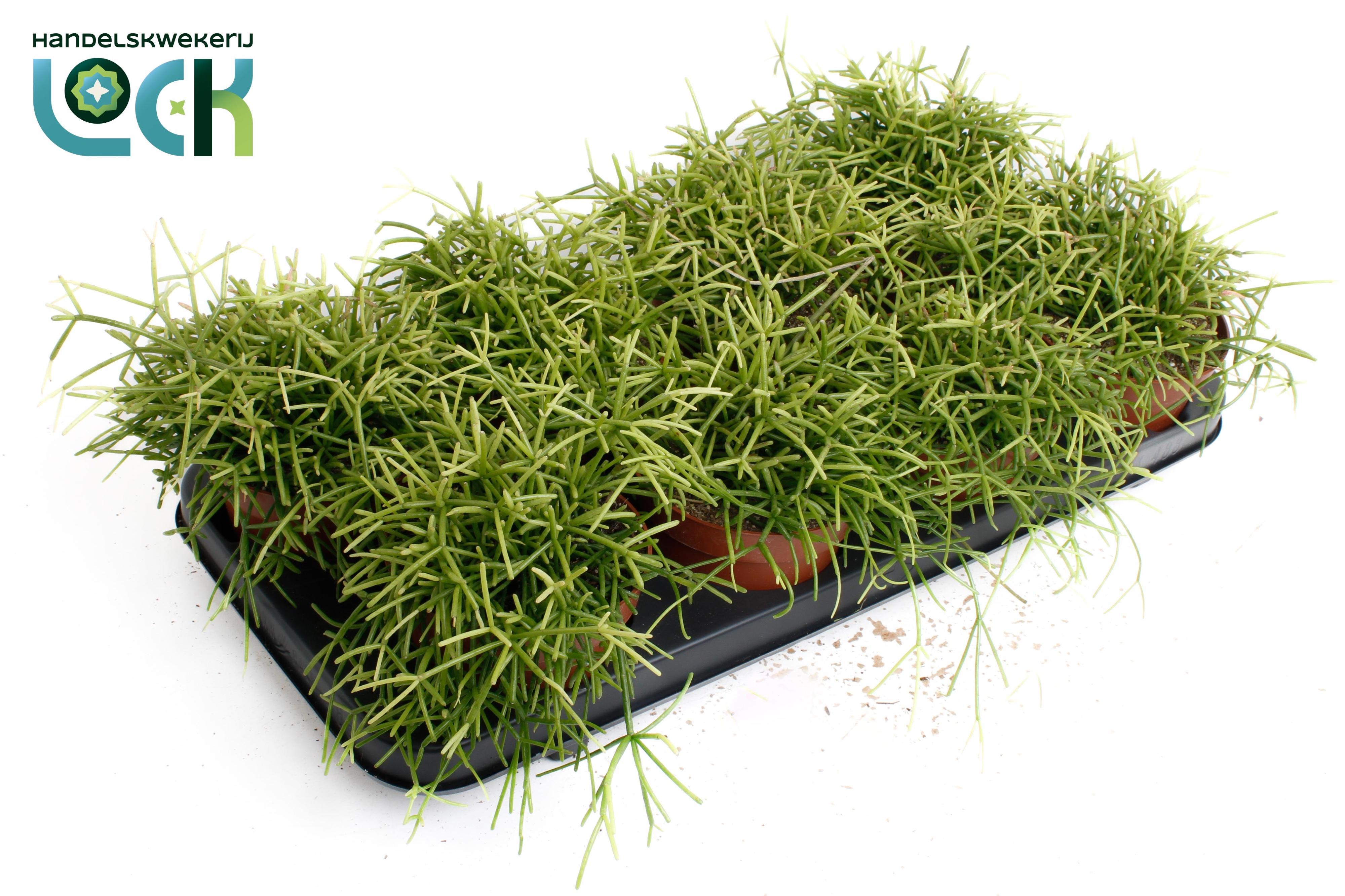 Горшечные цветы и растения оптом Rhipsalis Baccifera Oasis от 8шт из Голландии с доставкой по России