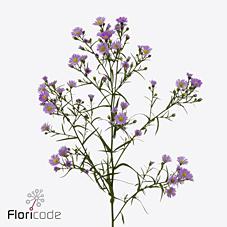 Срезанные цветы оптом Aster teeny tiny pink от 100шт из Голландии с доставкой по России