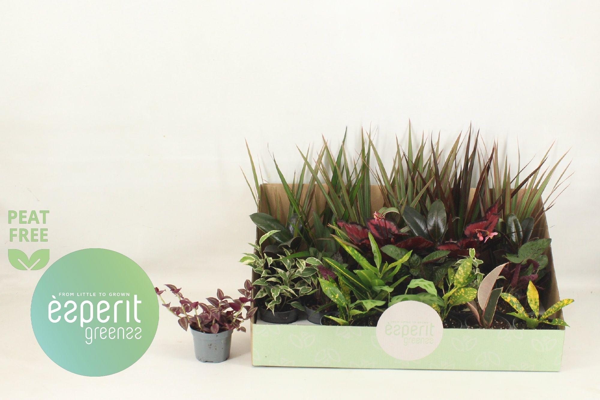 Горшечные цветы и растения оптом Kamerpl Gem Ov от 24шт (для телеги) из Голландии с доставкой по России