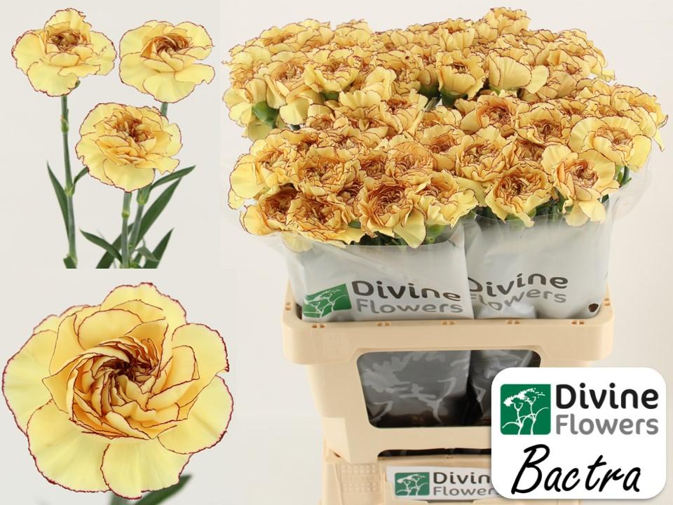 Срезанные цветы оптом Dianthus st bactra от 80шт из Голландии с доставкой по России