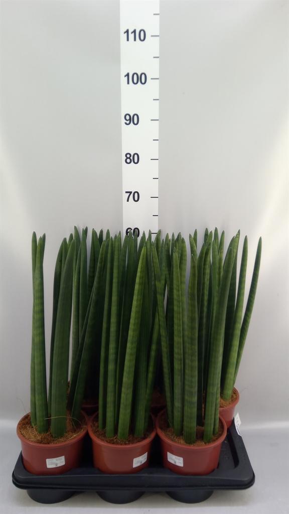 Горшечные цветы и растения оптом Sansevieria Cyl. ... от 6шт из Голландии с доставкой по России