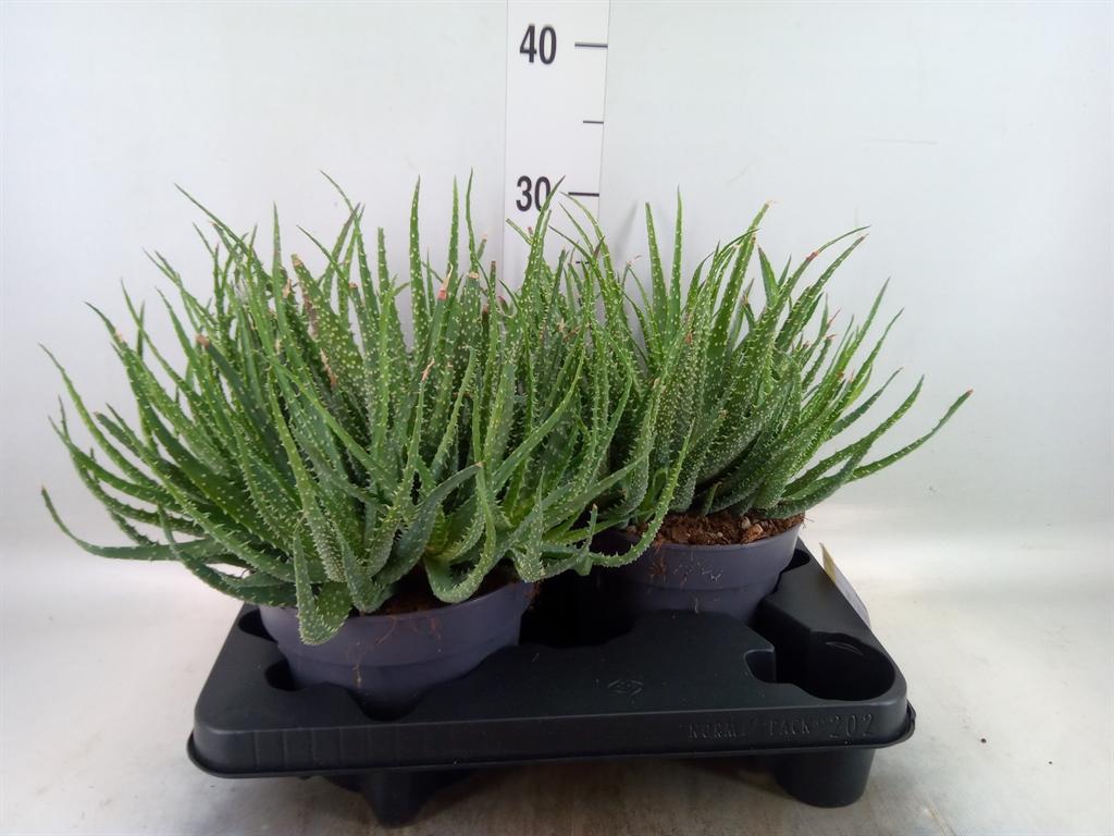 Горшечные цветы и растения оптом Aloe Humilis от 2шт из Голландии с доставкой по России