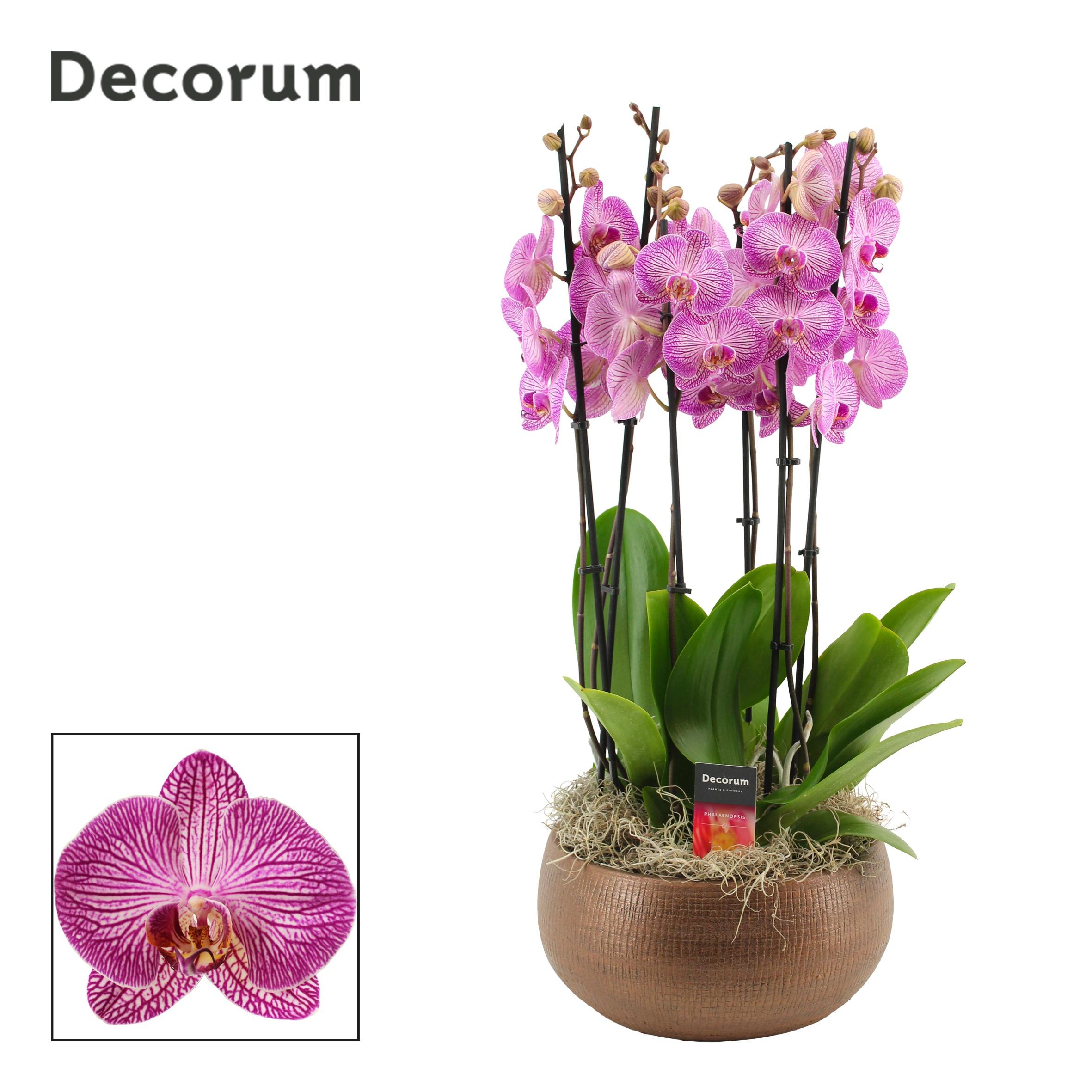 Горшечные цветы и растения оптом Phal Ov Paars от 1шт из Голландии с доставкой по России