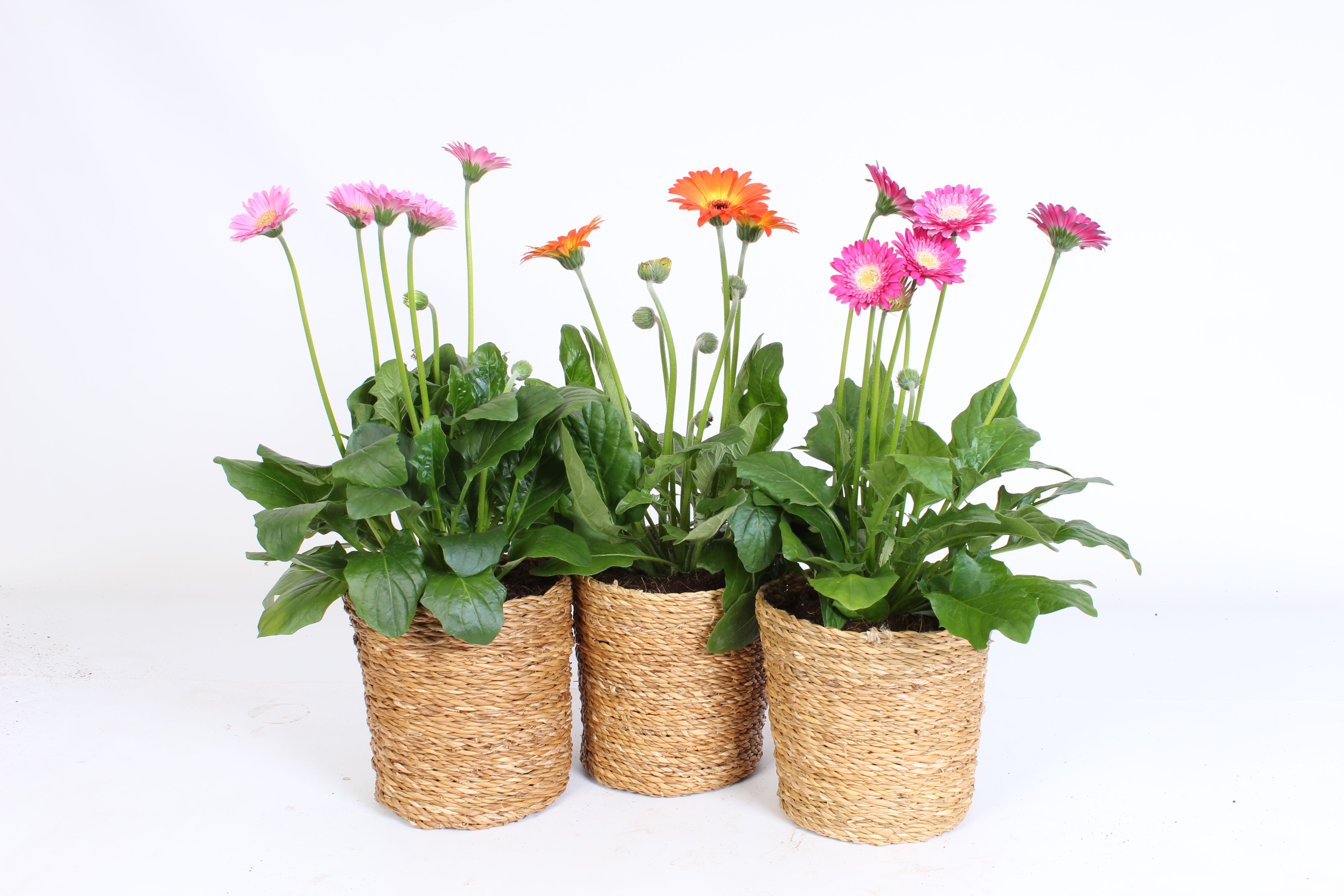 Горшечные цветы и растения оптом Garvinea 17cm 4+ Bl Gemengd In Luxe Zeegras Mand от 4шт из Голландии с доставкой по России