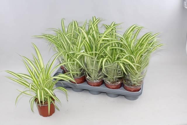 Горшечные цветы и растения оптом Chlor Com Variegatum от 10шт из Голландии с доставкой по России