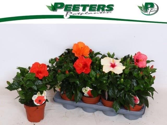 Горшечные цветы и растения оптом Hibiscus Sunny Gemengd от 8шт из Голландии с доставкой по России