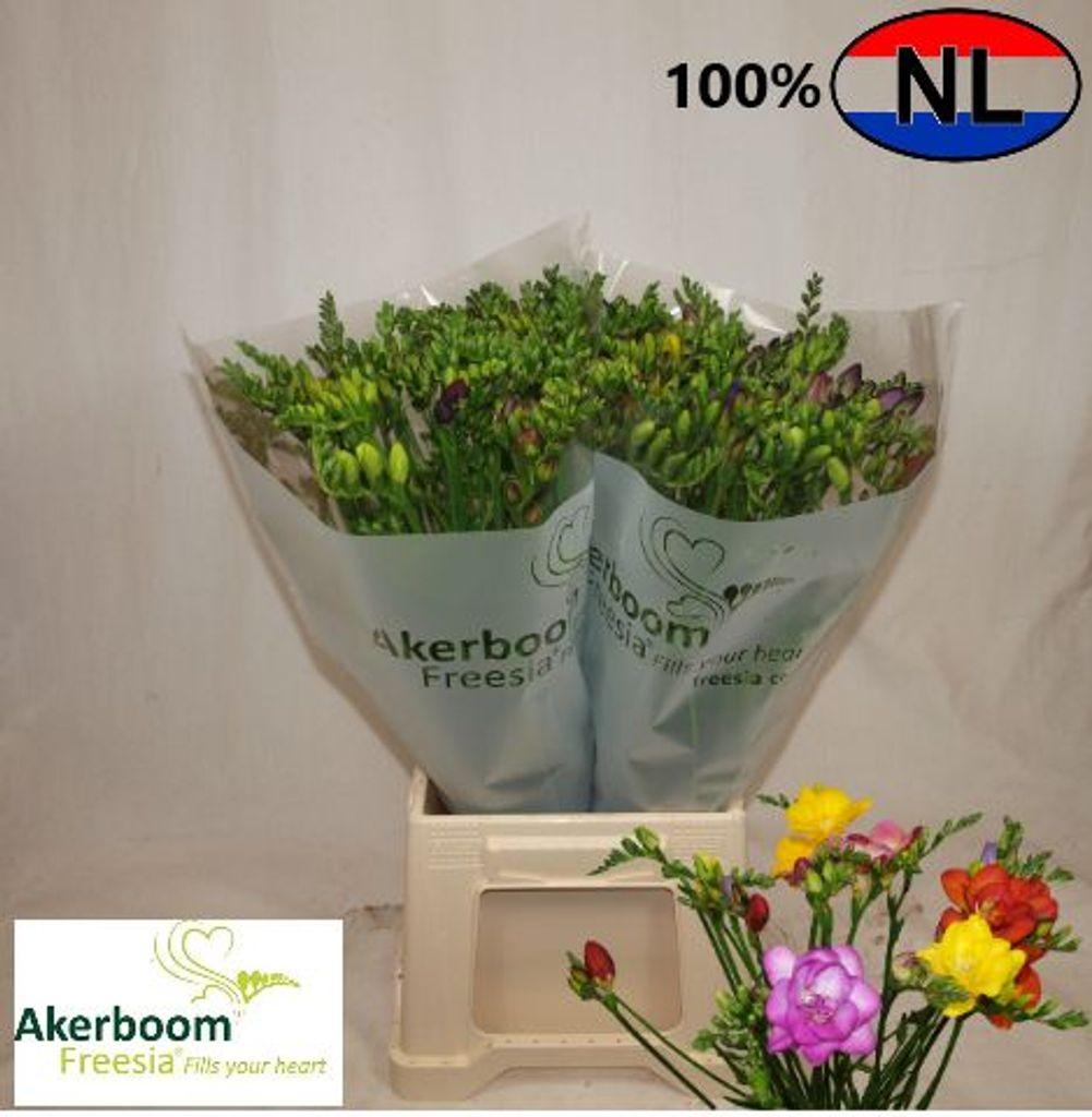 Срезанные цветы оптом Freesia si mix rainbow Akerboom от 100шт из Голландии с доставкой по России