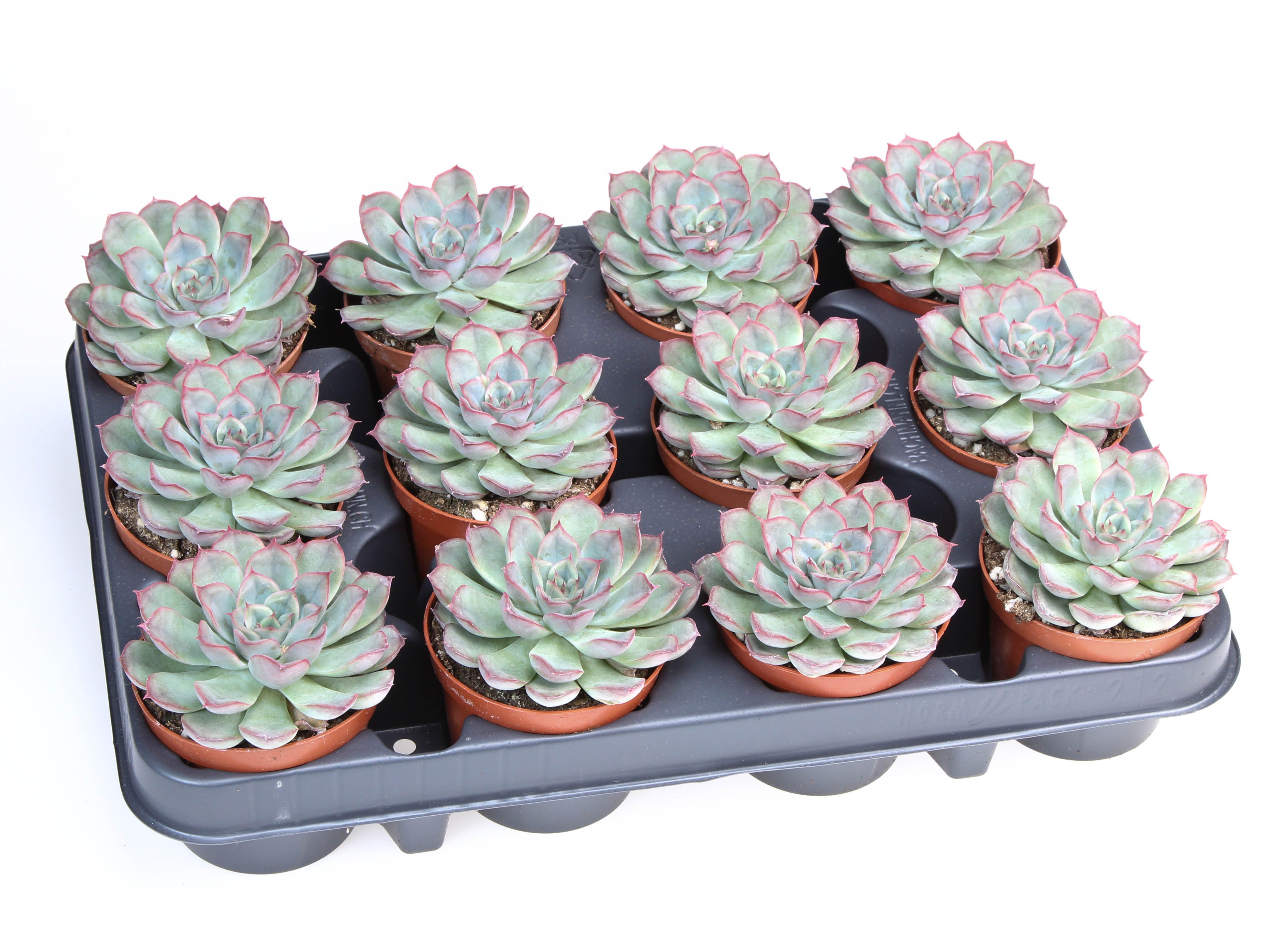 Горшечные цветы и растения оптом Echeveria Mystery от 12шт (для телеги) из Голландии с доставкой по России