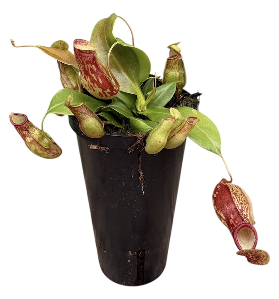 Горшечные цветы и растения оптом Nepenthes Monkey Jars Gaya (hoge Pot) от 6шт из Голландии с доставкой по России
