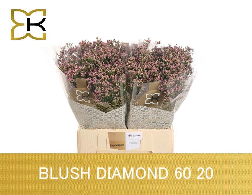 Срезанные цветы оптом Limonium blush diamond от 100шт. из Голландии с доставкой по России