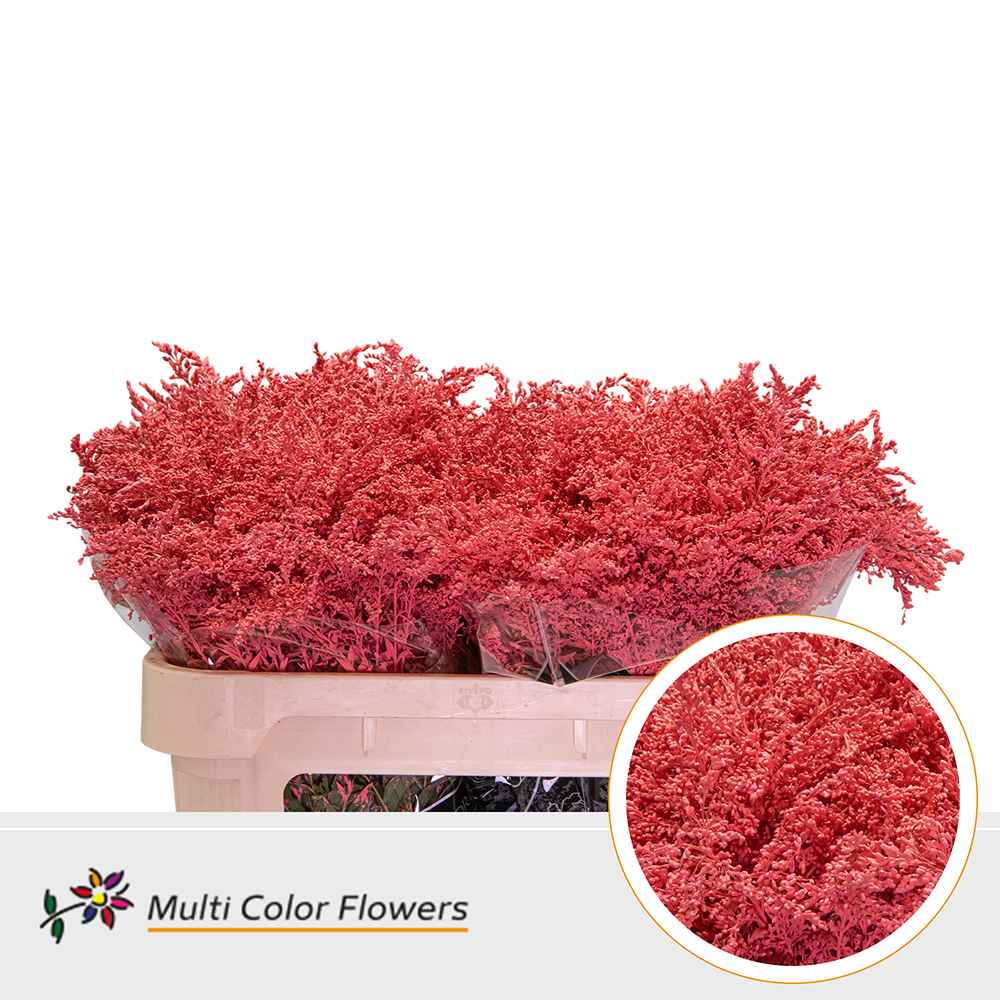 Срезанные цветы оптом Solidago paint coral от 100шт из Голландии с доставкой по России