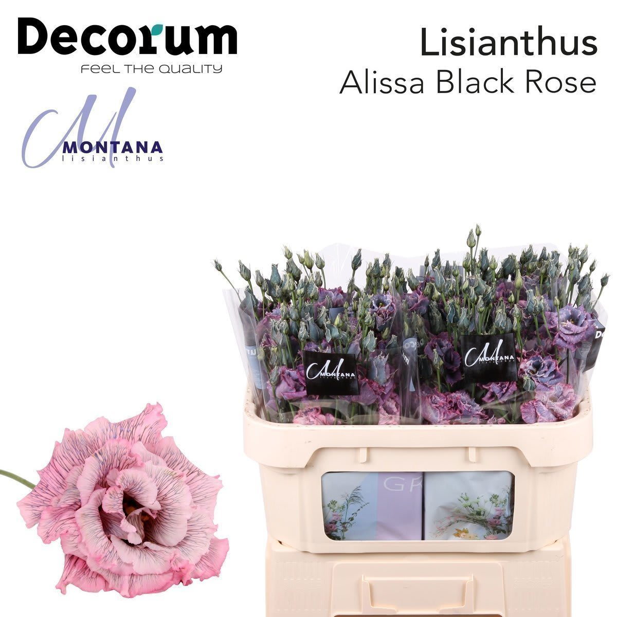 Срезанные цветы оптом Lisianthus do paint alissa black rose от 40шт. из Голландии с доставкой по России