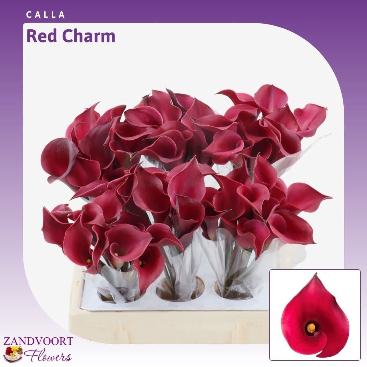 Срезанные цветы оптом Zantedeschia red charm от 60шт из Голландии с доставкой по России