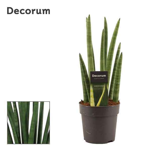 Горшечные цветы и растения оптом Sansevieria Cylindrica Rocket (decorum) от 10шт из Голландии с доставкой по России