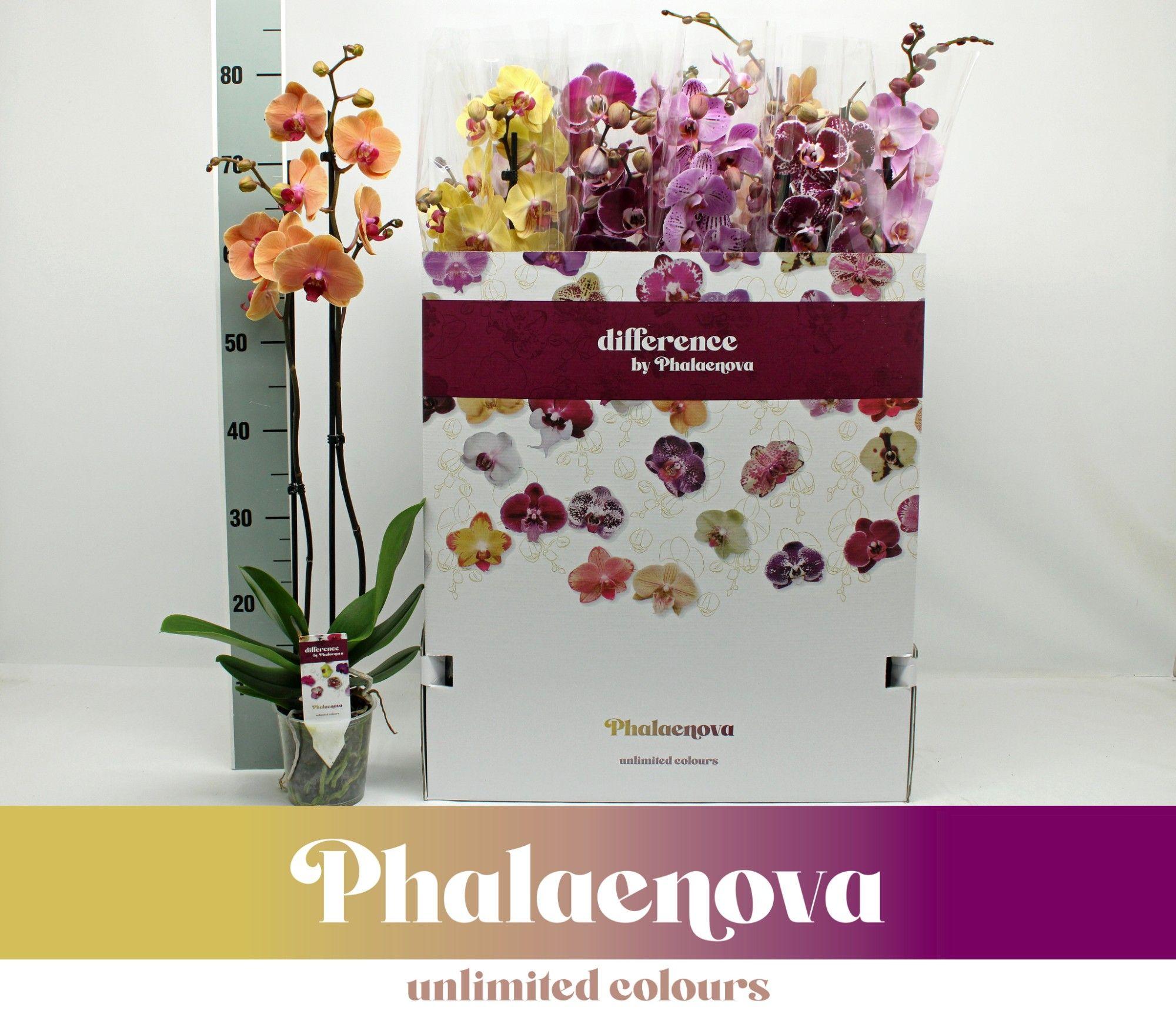 Горшечные цветы и растения оптом Phal 2st Mix 12color Mix 16+ от 10шт из Голландии с доставкой по России