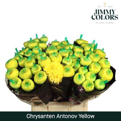 Срезанные цветы оптом Chrys bl paint antonov yellow от 10шт из Голландии с доставкой по России