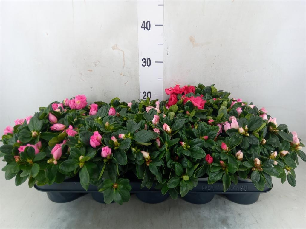 Горшечные цветы и растения оптом Rhododendron Sim.   ...mix от 10шт из Голландии с доставкой по России