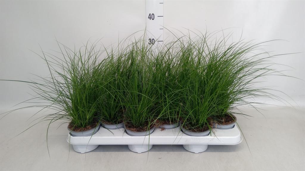 Горшечные цветы и растения оптом Carex Brunnea от 12шт из Голландии с доставкой по России