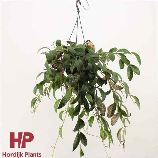 Горшечные цветы и растения оптом Aeschynanthus Marmoratus Hanging Pot от 7шт из Голландии с доставкой по России