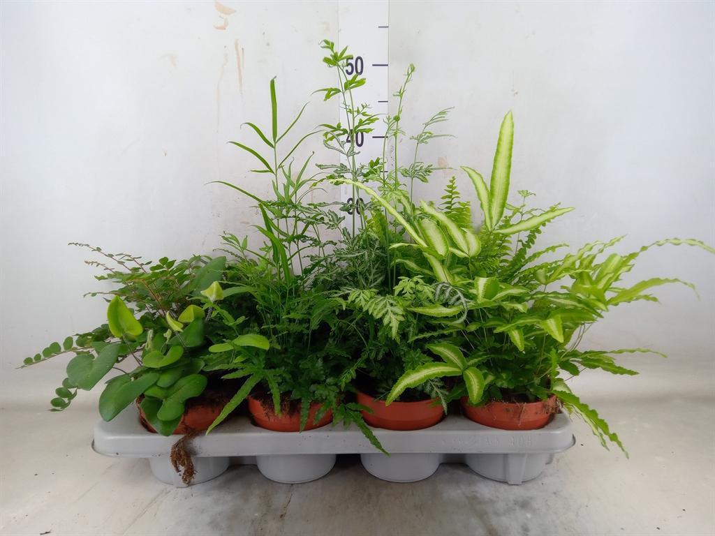 Горшечные цветы и растения оптом Ferns   ...mix от 8шт из Голландии с доставкой по России