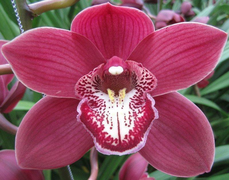 Срезанные цветы оптом Cymbidium red vulcan от 8шт из Голландии с доставкой по России